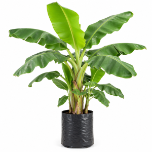 Poly Grow Bags
