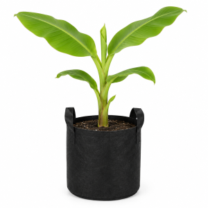 5 Litre Tall Sucker Bag
